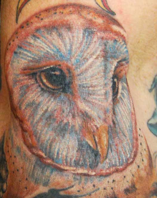 Owl by Ross Lloyd at Classic Tattoo in North Olmsted Ohio